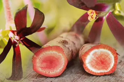 Pelargoniumwurzel