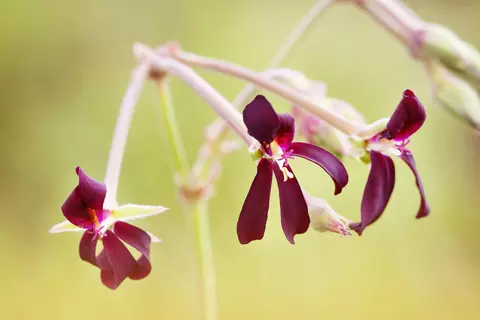 Pflanze Pelargonium sidoides