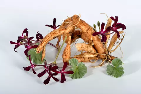 Wurzel der südafrikanischen Kapland-Pelargonie